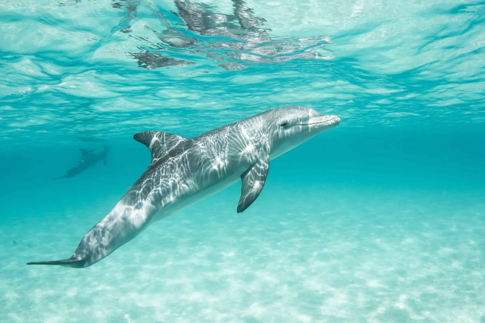 Private Boat Charters Providenciales Turks and Caicos – Snorkeling and playing with dolphin