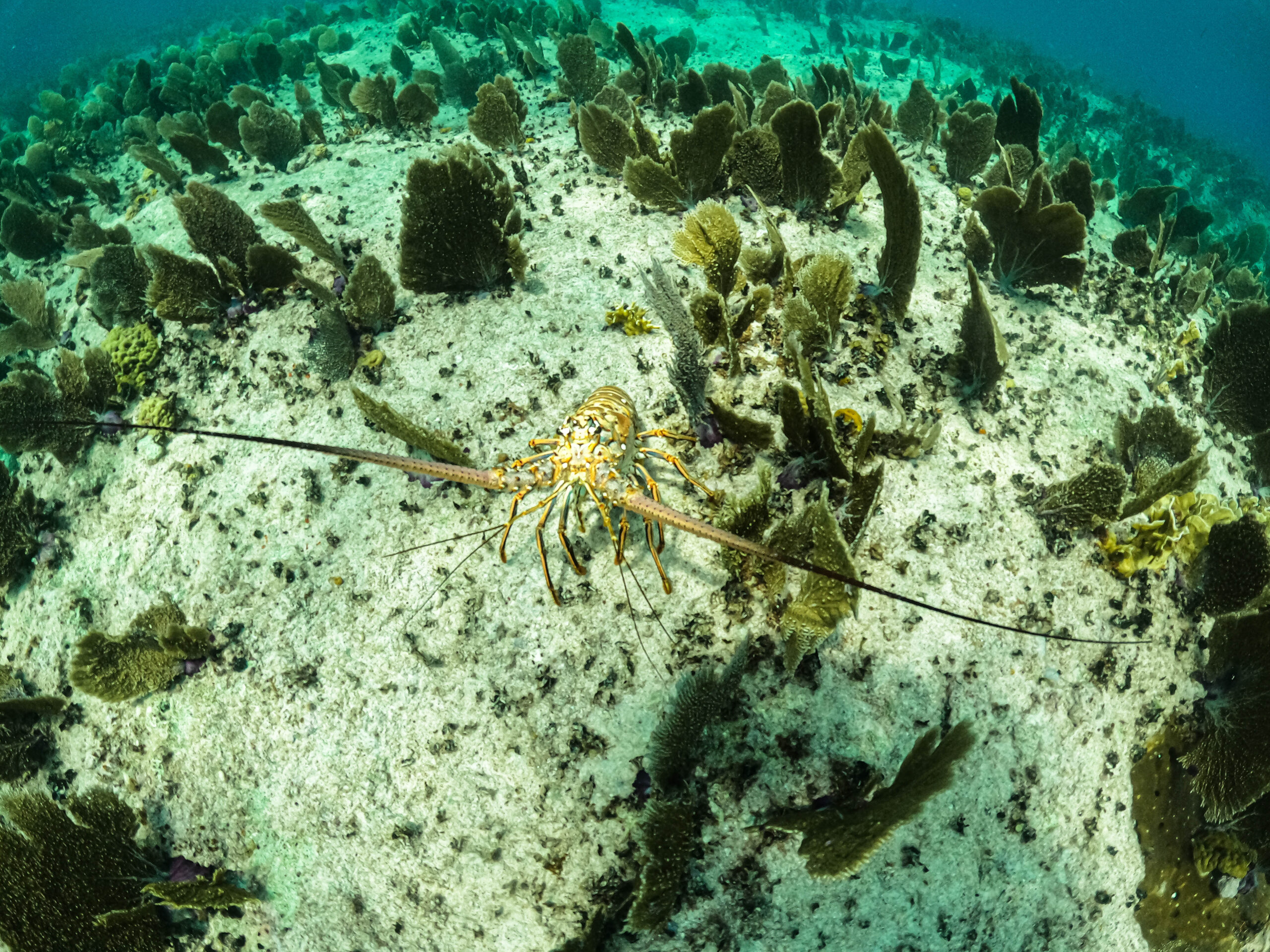 Private Boat Charters Providenciales Turks and Caicos – Conch and lobster diving adventure