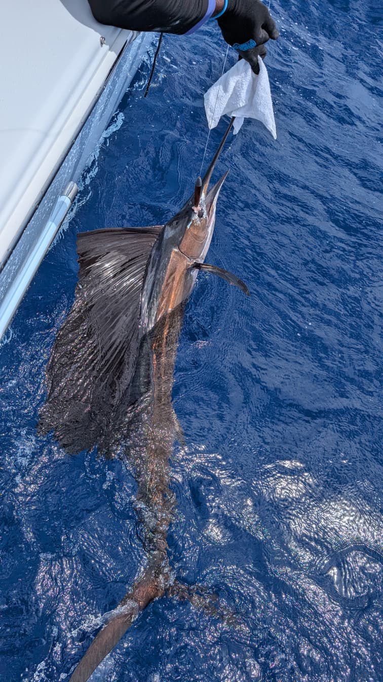 Sailfish caught on a fishing charter in Turks and Caicos